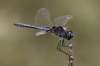 _MG_0331 Selysiothemis nigra male